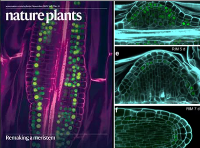 Nature Plants丨烈冰单细胞测序助力揭示愈伤组织能再生器官的机制